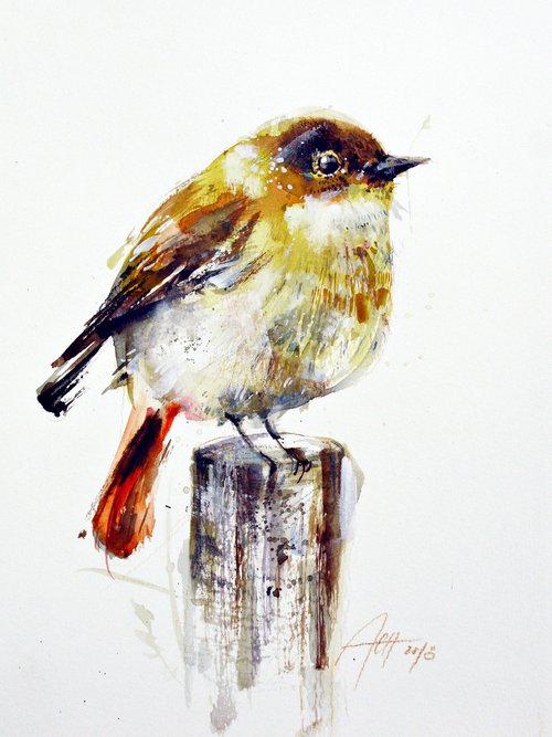 yellow robin by Anna Maria
