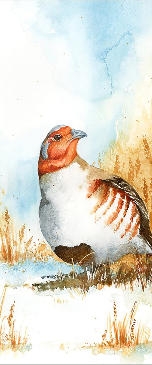 Grey Partridge by Karolina Kijak