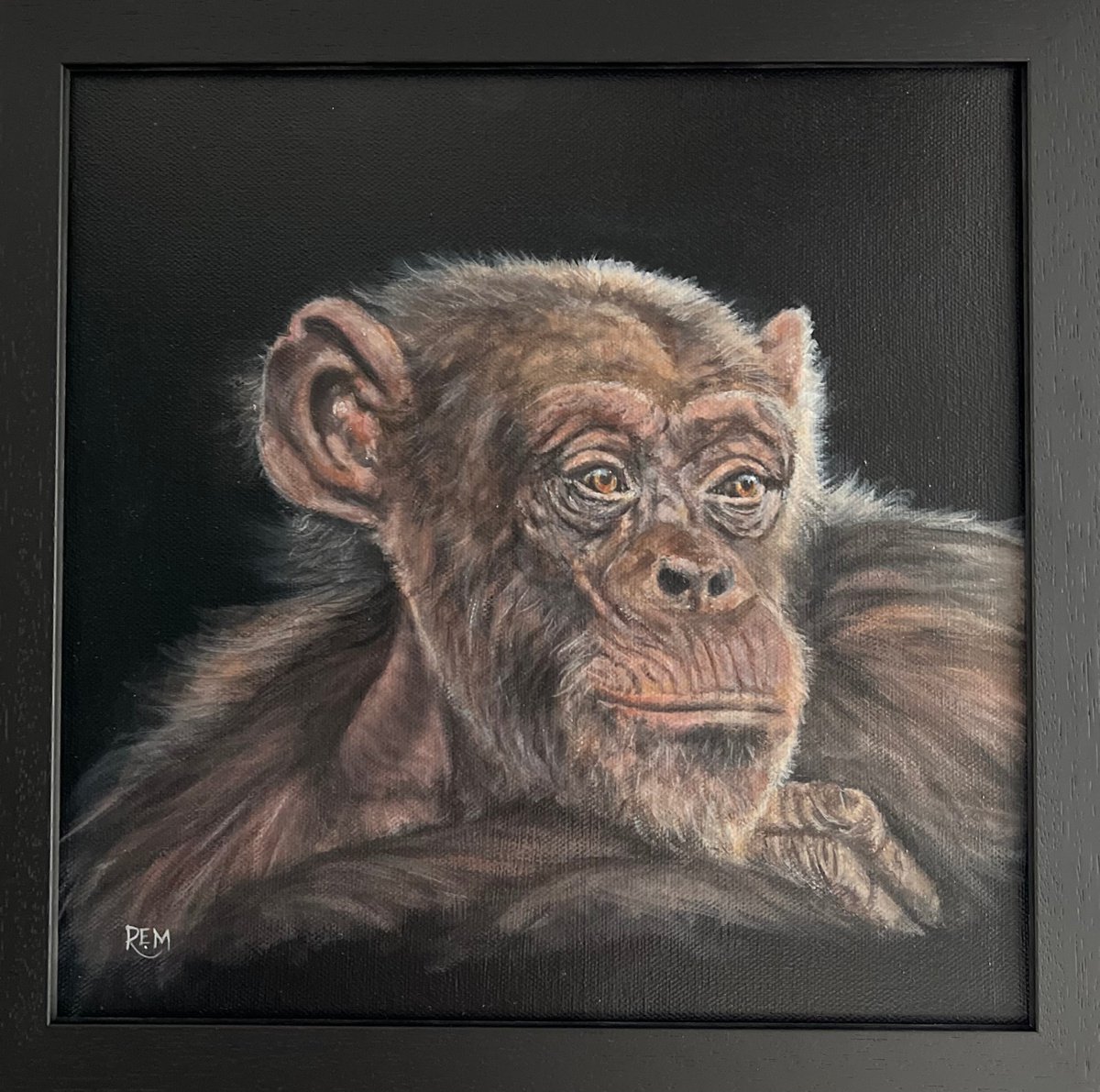 Budongo Chimp by Rosie Mark