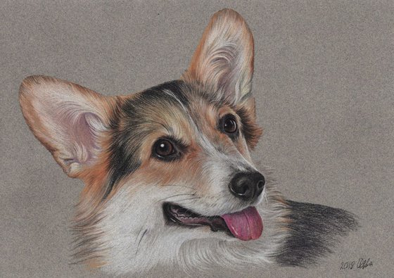 Pastel drawn Welsh Corgi Pembroke portrait