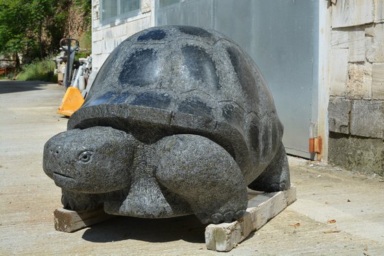 "Giant Tortoise"