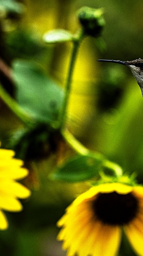 Hummingbird and Sunflowers by David Huntzinger