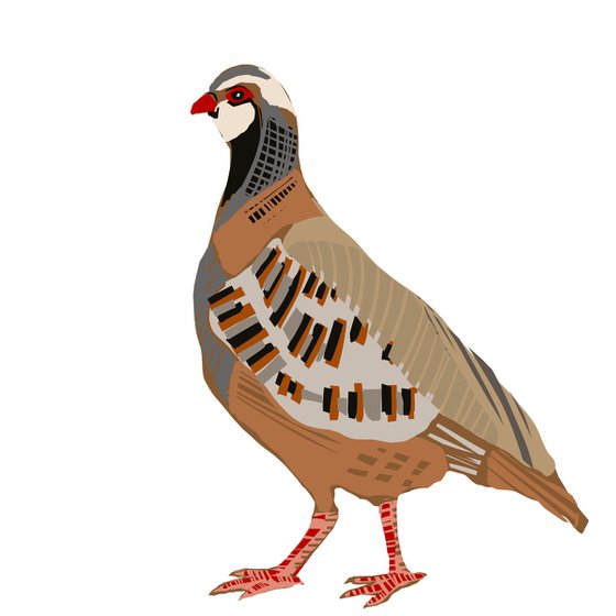 A FRENCH PARTRIDGE BIRD