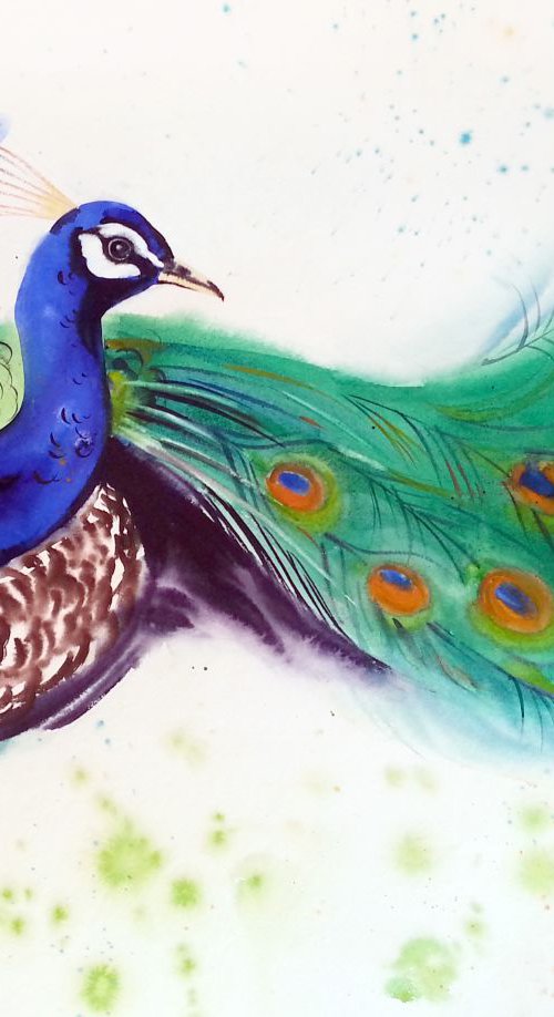Precious Peacock - Blue Peafow by Olga Beliaeva Watercolour