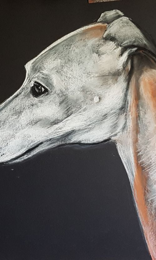 Greyhound by Els Driesen