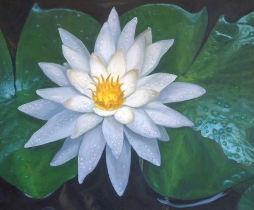 Water Lily Bloom by Ken Bachman
