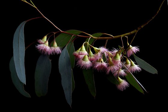 Eucalyptus Rosea
