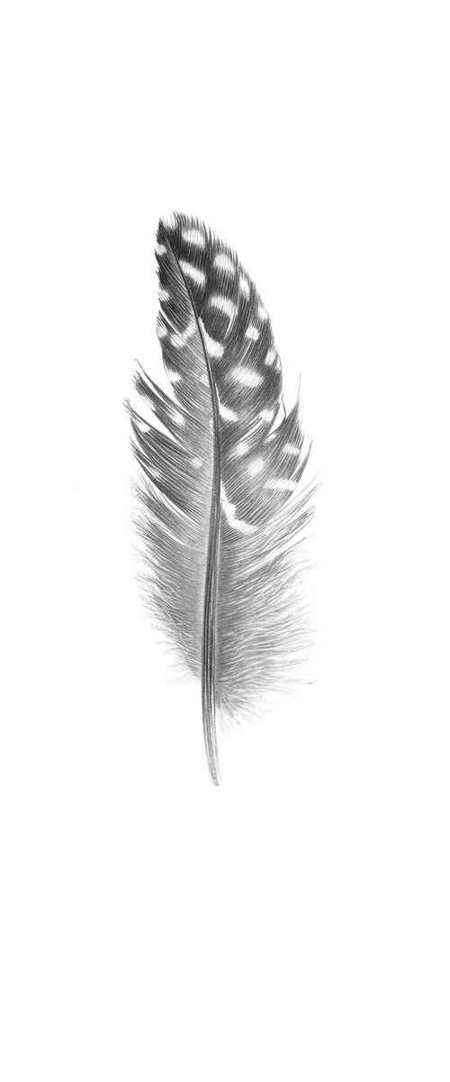 Guinea fowl feather Drawing by Yuliia Prokopchuk