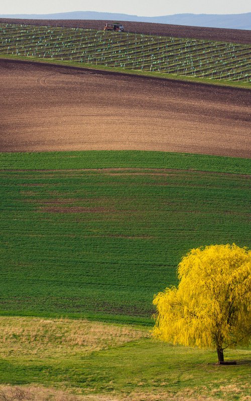 The Yellow Tree by Pavel Oskin