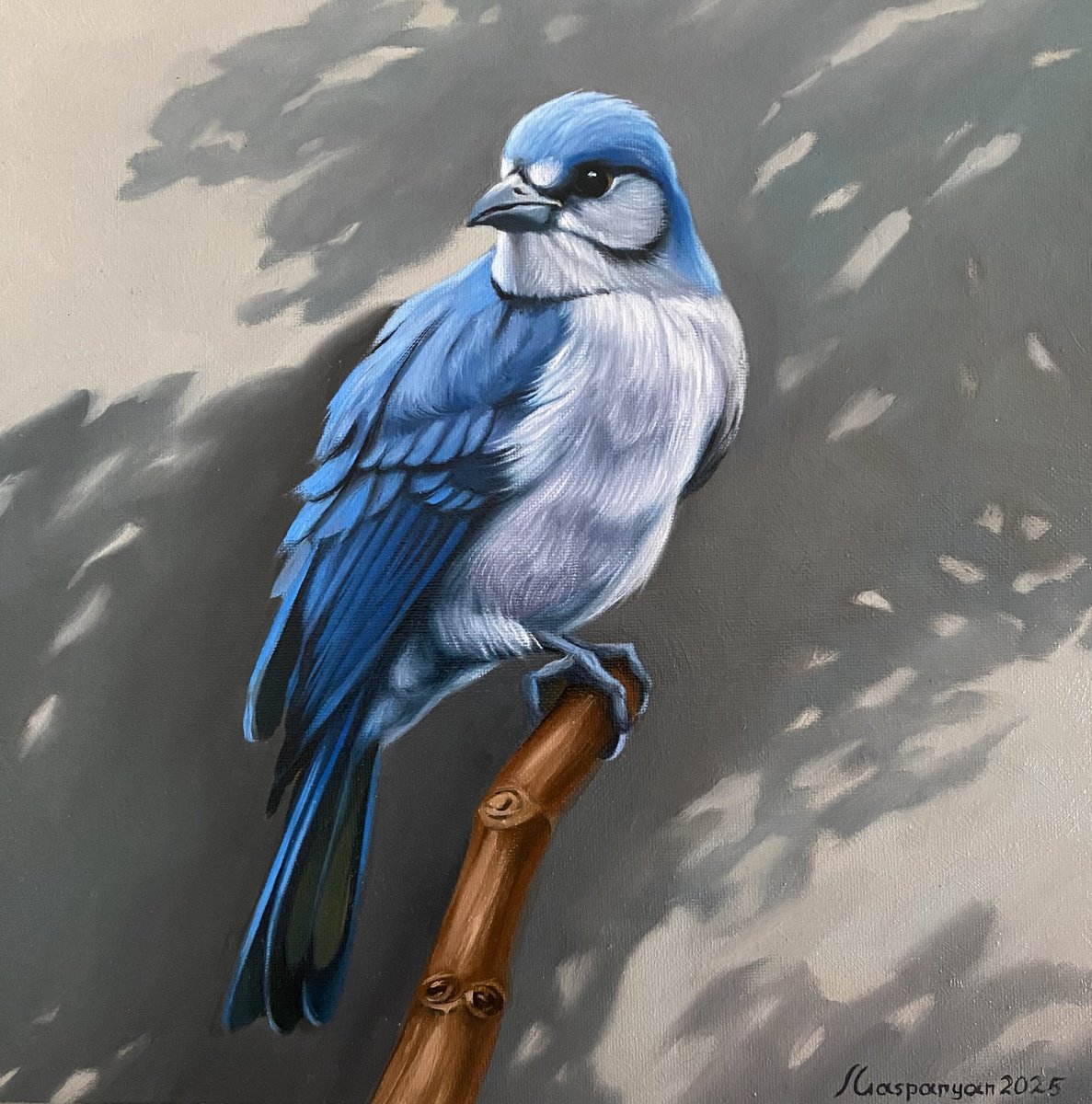 Photorealistic Still Life Oil Painting By Ara Gasparian, 12 X 12, Blue Jay
