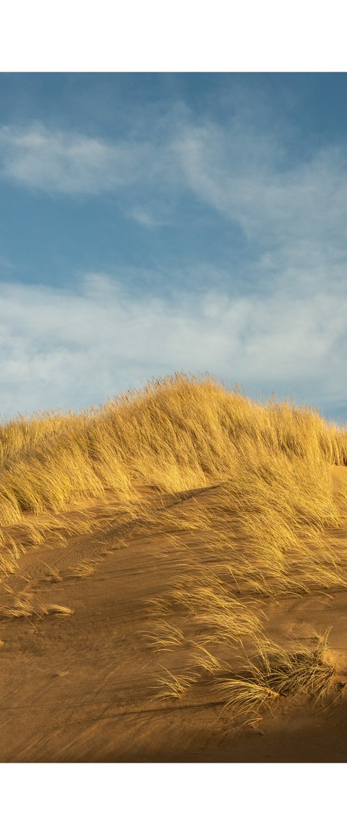 Late Dunes II by David Baker