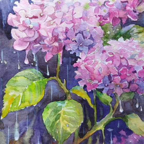 Hydrangea after the rain