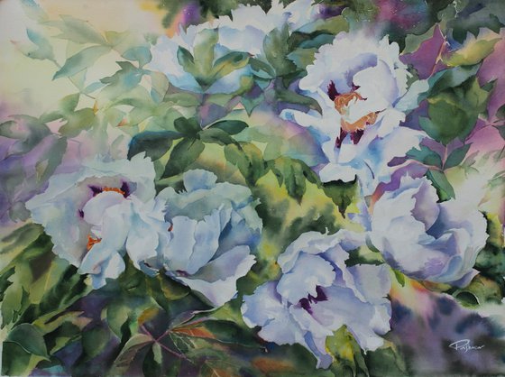 WHITE PEONIES #3