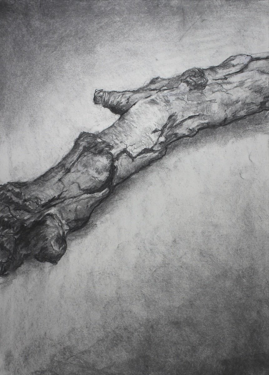 Organic Botanical Charcoal Drawing By John Fleck, 18 X 24, A Branch, Original Artwork