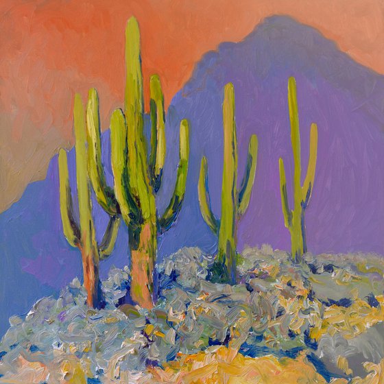 Evening and Saguaro Cactuses