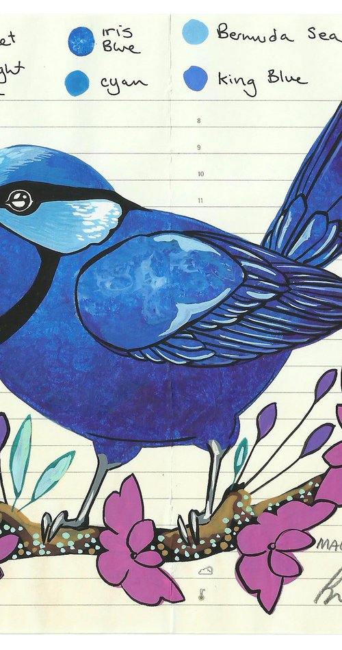 Birds of Australia: Splendid Fairywren by Fran Giffard