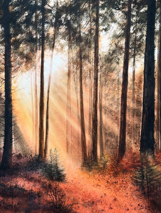 Forest Clearing