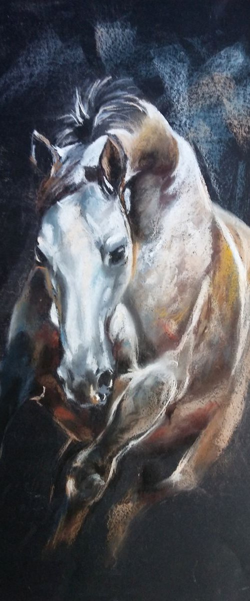 White stallion by Magdalena Palega