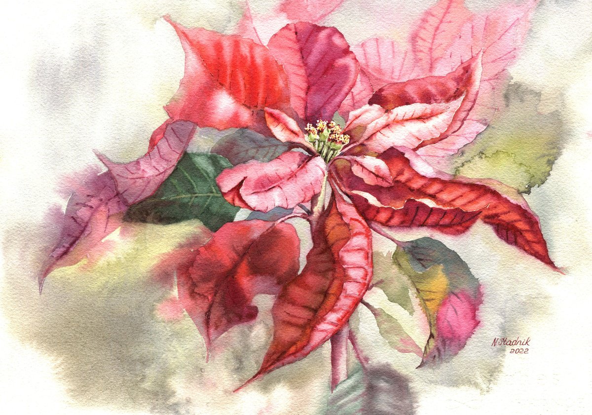 Ukrainian watercolour. Poinsettia, Christmas flower by Nina Zakharova