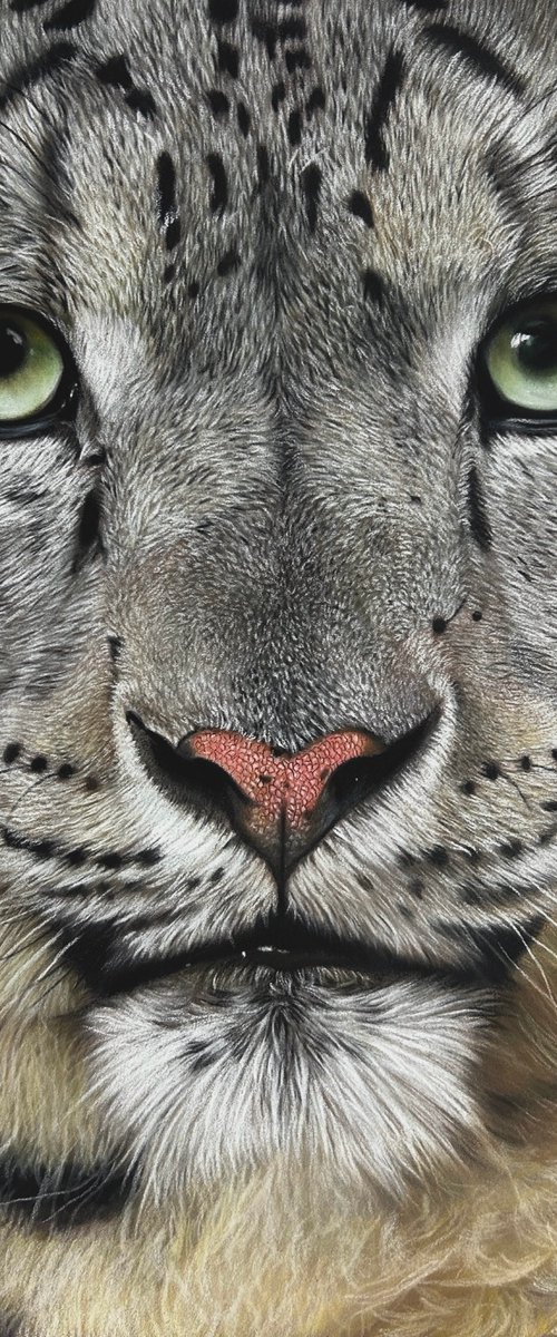 Snow Leopard by Clare Parkes