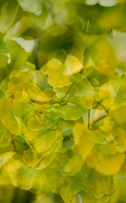 Gingko 2 by Dieter Mach