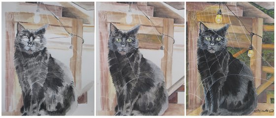 Black Cat Behind A Spider Web