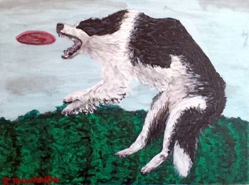 Collie Catch by Robbie Potter