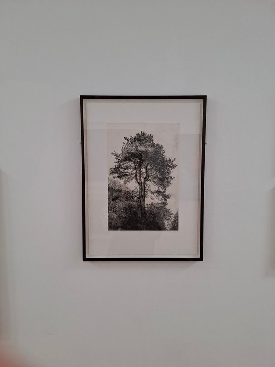 Greville Smyth Pine