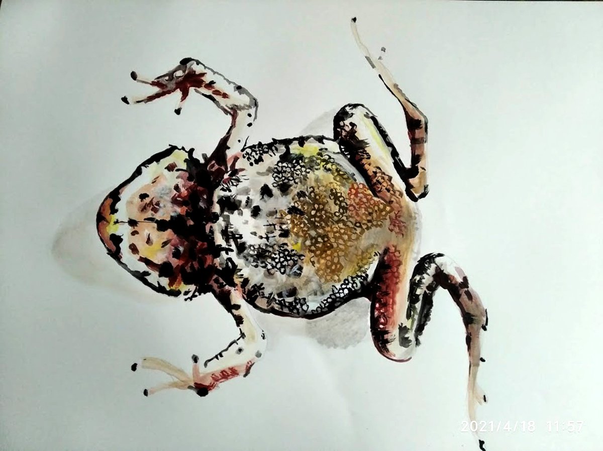 Impressionistic Animal Acrylic Painting By Soso Kumsiashvili, 33 X 24", Frog, Original Artwork