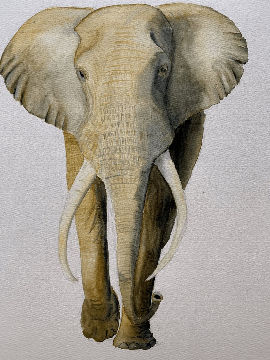 Charging elephant by Lucia Kasardova