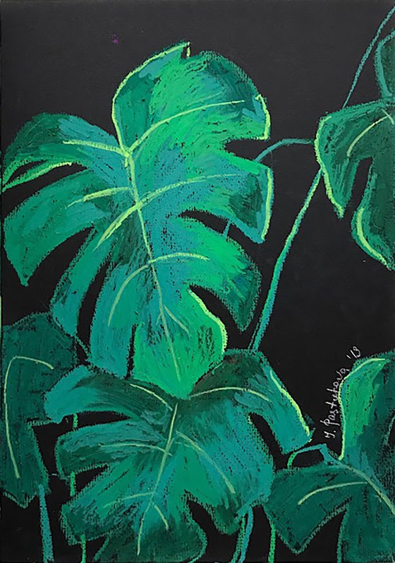 Monstera