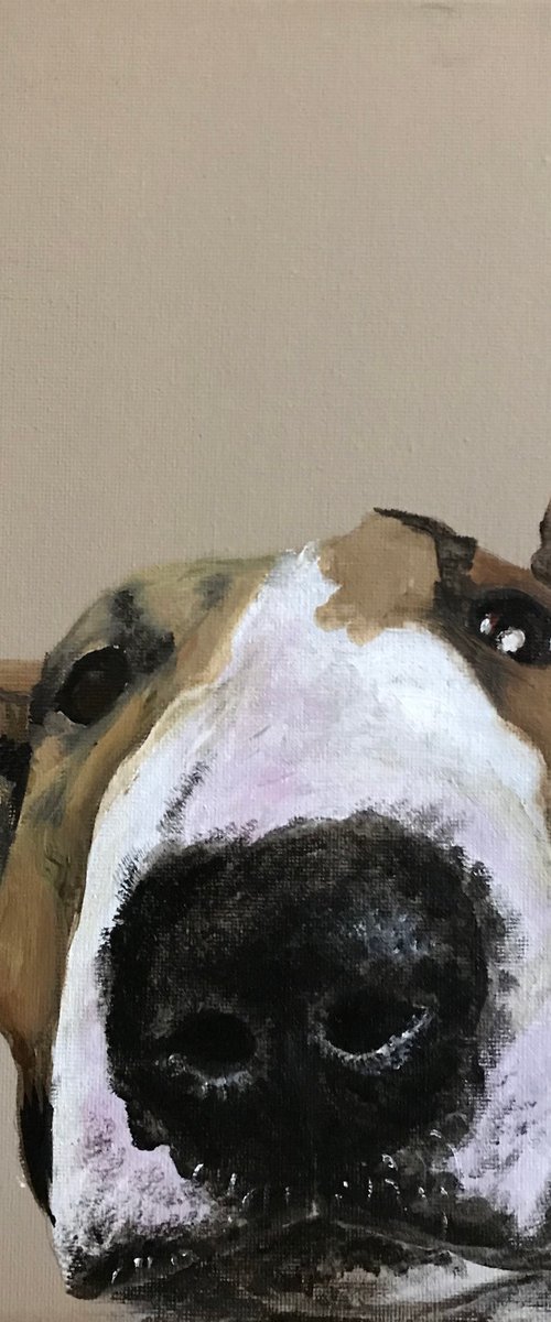 Nosey ! by Amanda Lakin Art