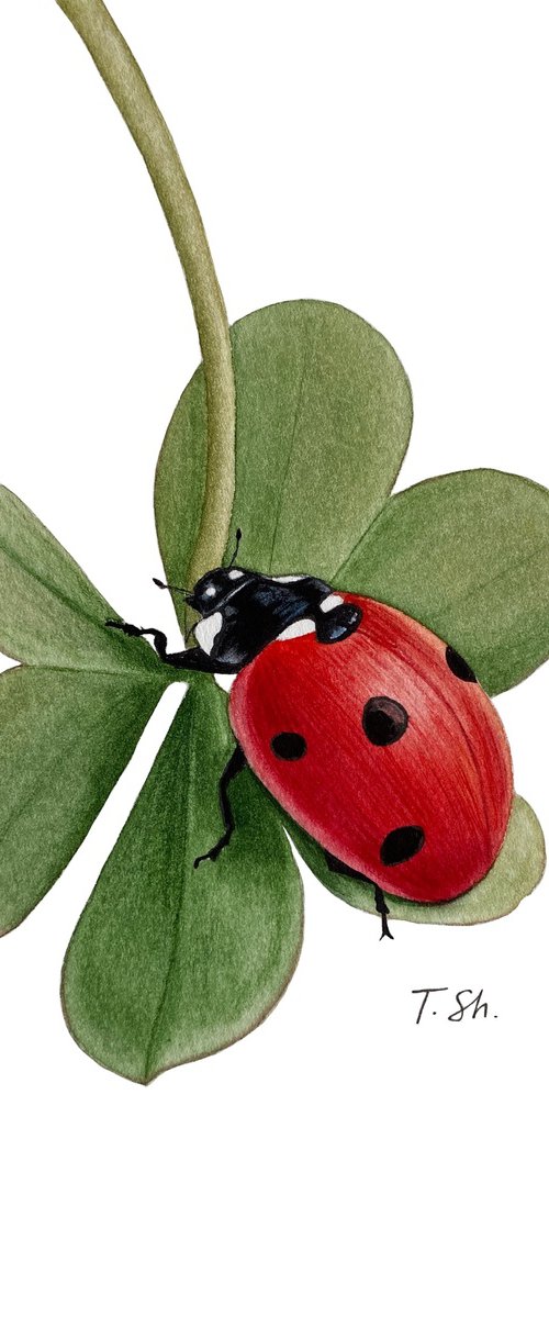 Ladybug on the clover by Tina Shyfruk