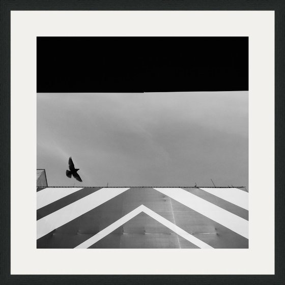 Fly, 21x21 Inches, C-Type, Framed