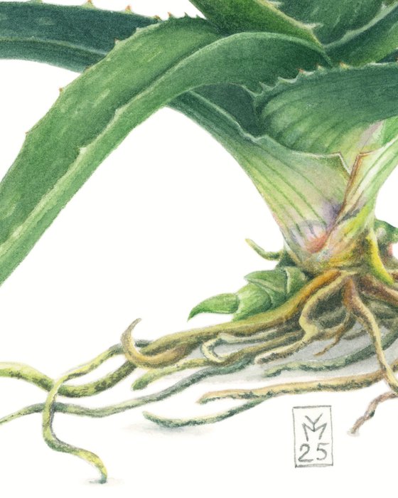 Aloe