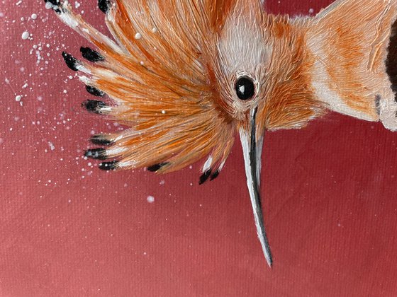 Hoopoe