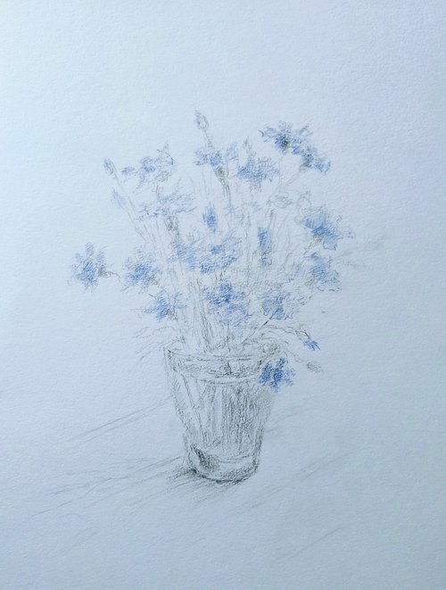 Cornflowers. Original pencil drawing. by Yury Klyan