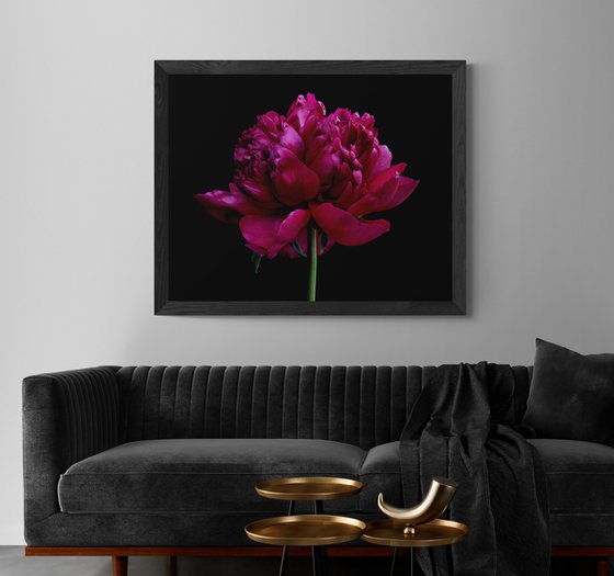 Red Peony Flower