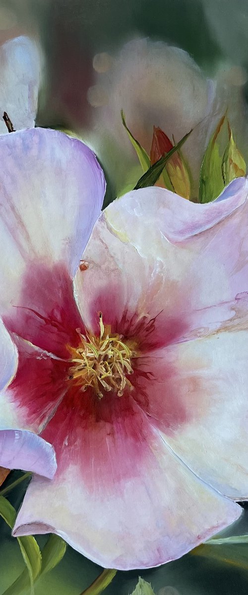 Hybrid rose Dog-rose by Myroslava Denysyuk