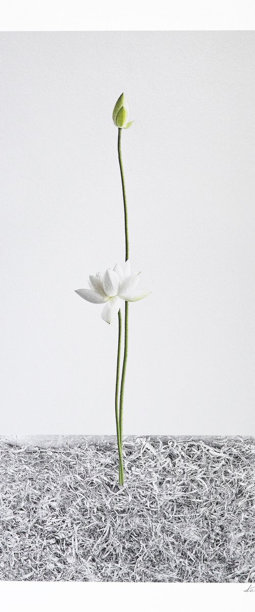 LOTUS-White Light #001 by Keiichiro Muramatsu