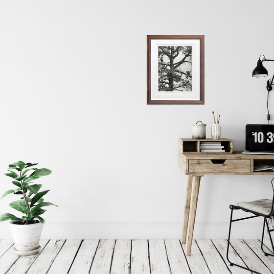 Exterior No.20: Whizzing through The Woods