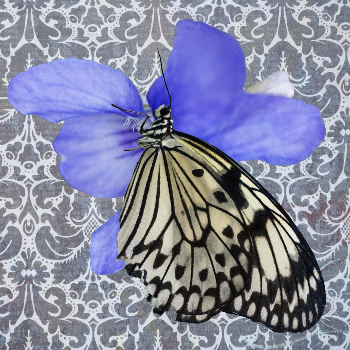 butterfly on violet by Emily Hughes