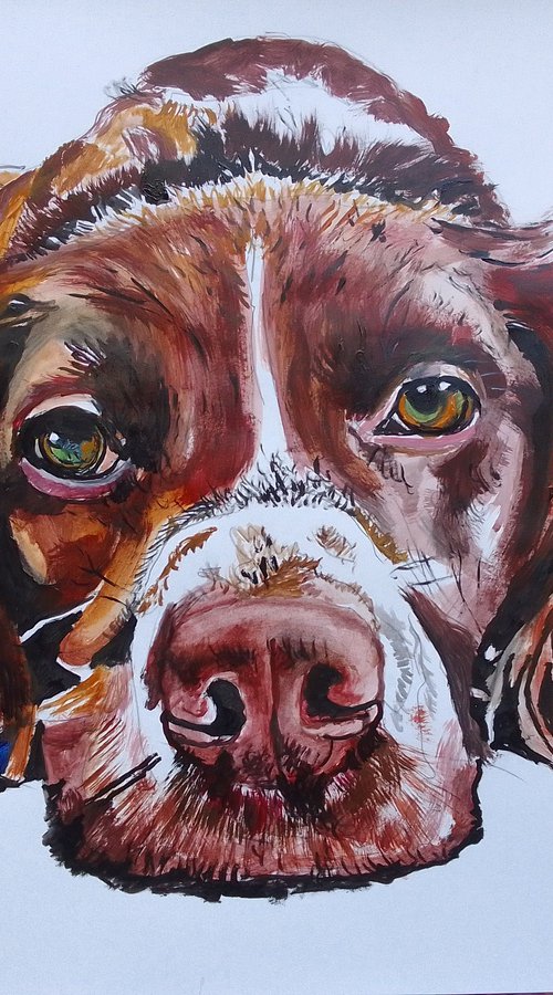 Springer spaniel by Soso Kumsiashvili