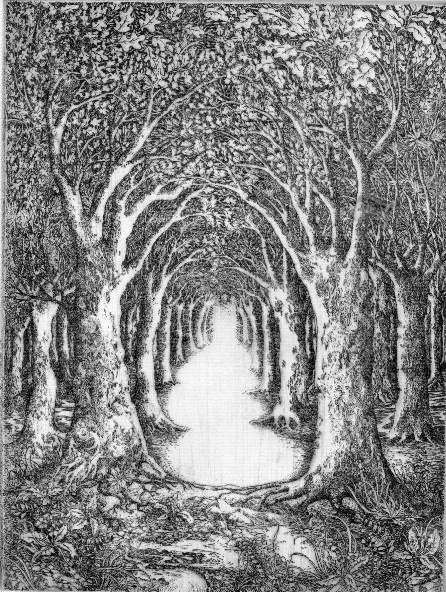 Into the Forest by Tricia Newell