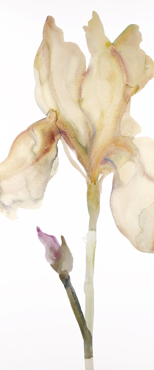 Iris No. 179 by Elizabeth Becker