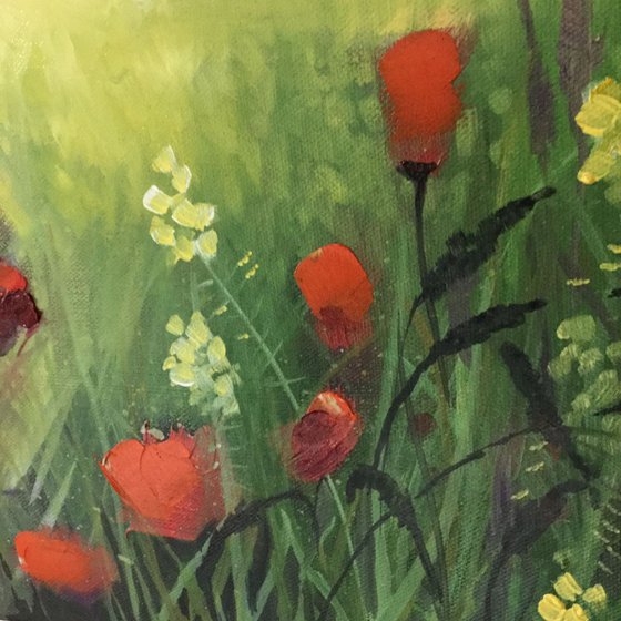 Oil seed poppies Newbiggen