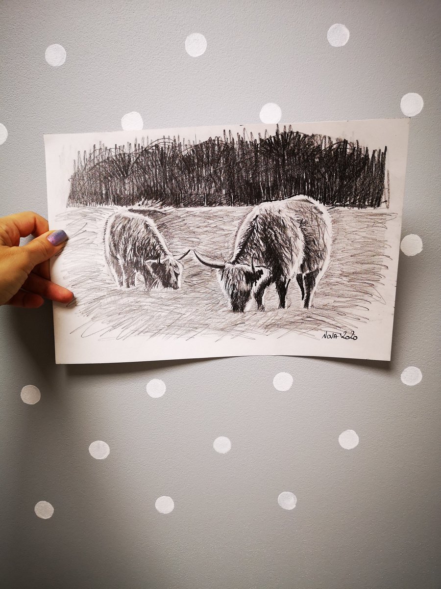 Highland Cows by Jelena Nova