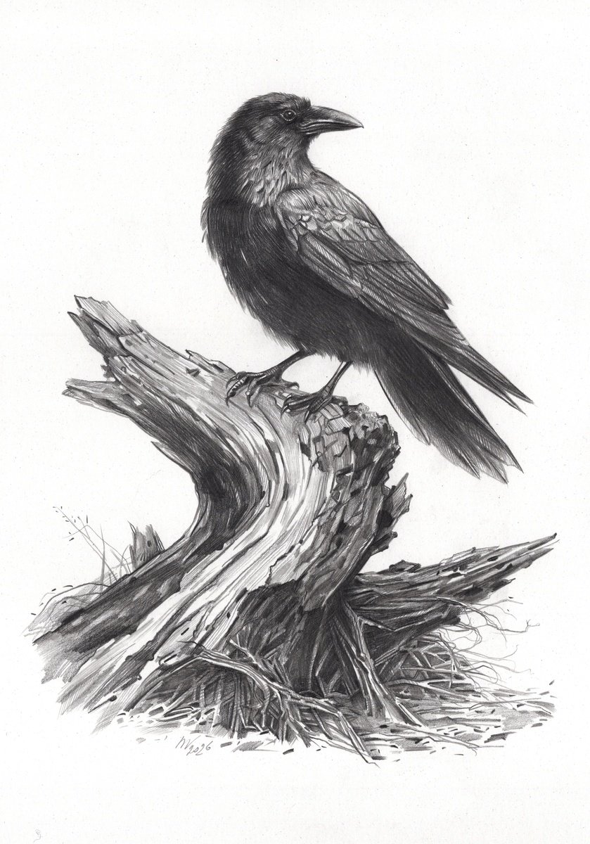 Photorealistic Pencil Drawing , Crow On Driftwood By Daria Maier, 9 X 13, Artwork For Sale On Artfinder