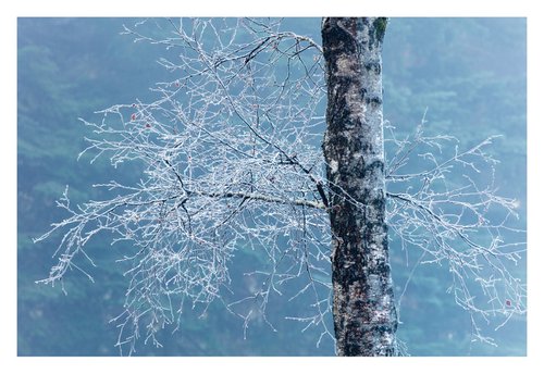 December Forest V by David Baker