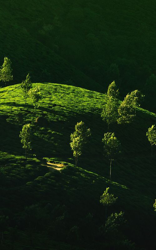 Morning sunshine at the tea plantation - Landscape photo by Peter Zelei